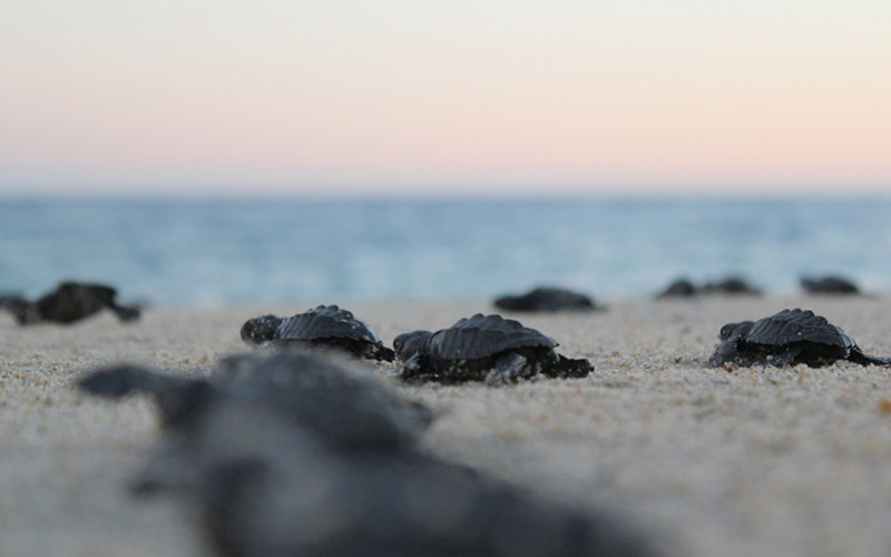 Sea Turtle Release Puerto Escondido